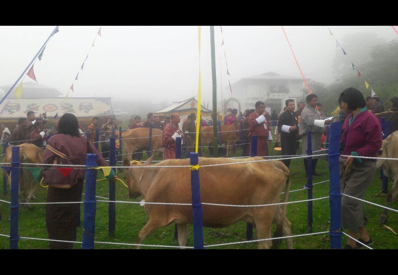 Mangde Licestock -fest